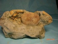 藏品(螃蟹(樹坤隆背蟹))的圖片